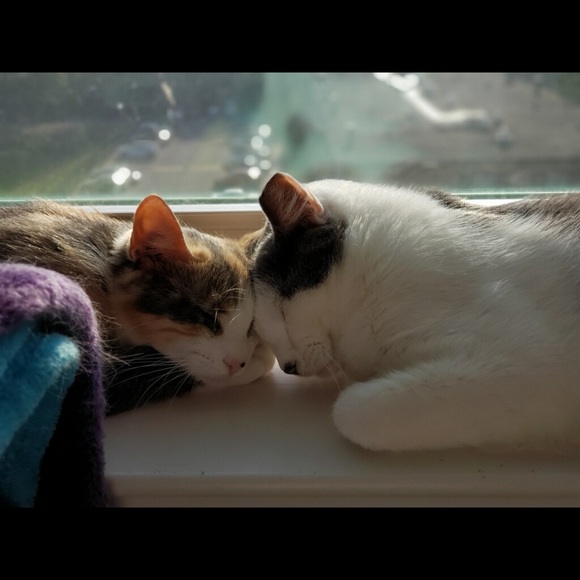 Bear - Picture 13 of 16